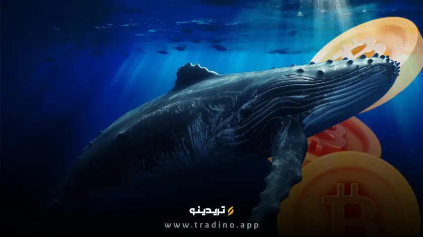 سرمایه‌گذاران بزرگ بیت کوین در حال خرید انبوه هستند