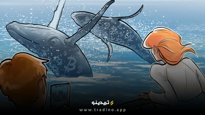 نهنگ‌های بیت‌کوین 34 هزار BTC از زمان سقوط دسامبر خریداری کردند