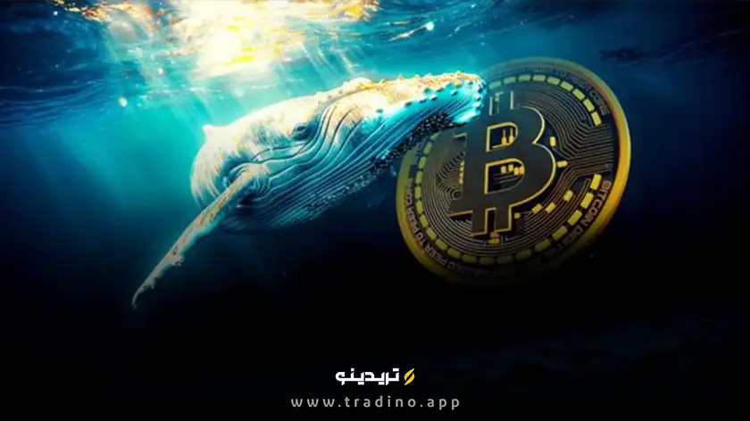 افزایش نگران‌کننده کیف‌پول نهنگ‌های بیت کوین در آوریل!