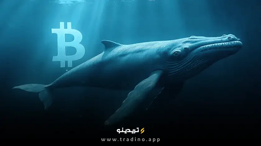 نهنگ خفته بیت کوین پس از ۱۴ سال بیدار شد! هشدار جدی برای بازار؟