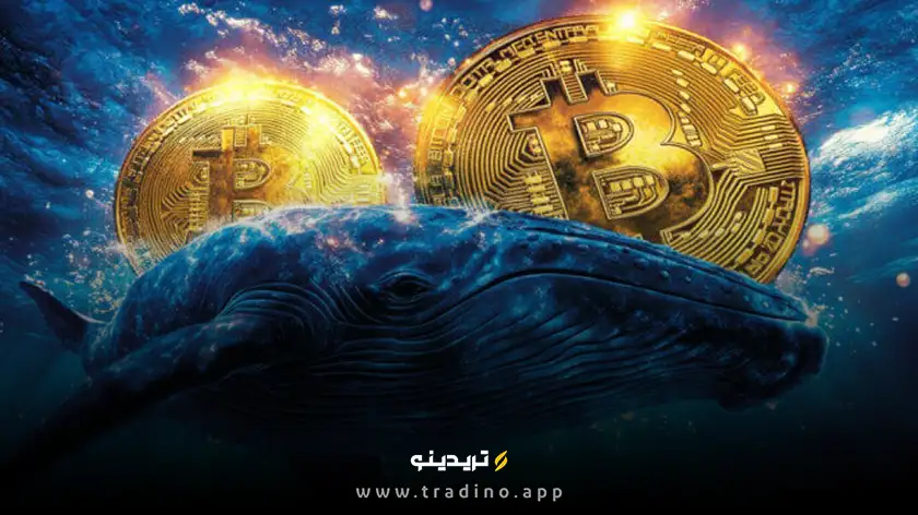 الگوها و اقدامات نهنگها پیش از پامپ قیمت