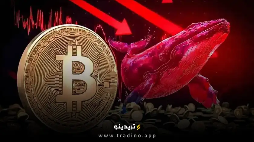 کاهش شتاب انباشت بیت‌ کوین توسط نهنگ‌ها