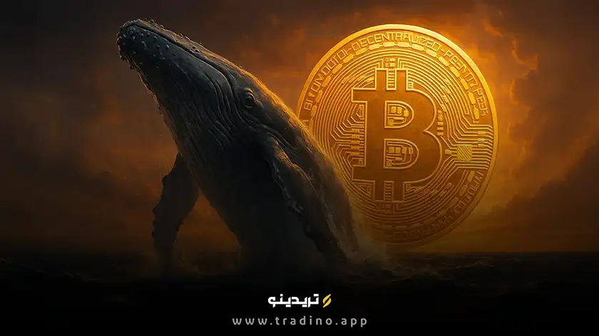 بزرگترین انباشت بیت کوین در ۸ ماه اخیر؛ آیا راه برای صعود ۱۲۰ هزار دلاری باز می‌شود؟