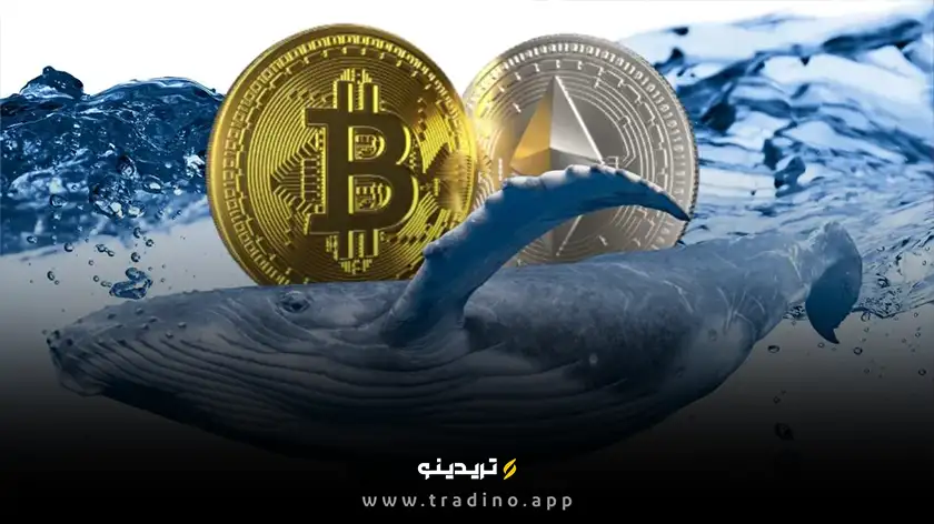 افزایش چشمگیر فعالیت نهنگ‌های بازار ارز دیجیتال؛ از خرید اتریوم تا فروش بیت کوین
