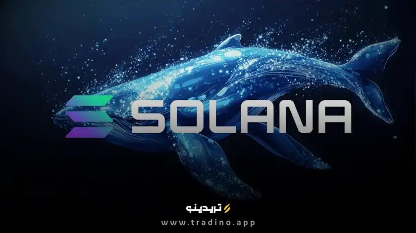افزایش خرید سولانا توسط نهنگ‌ها پس از افت شدید؛ هدف بعدی ۵۰۰ دلار؟