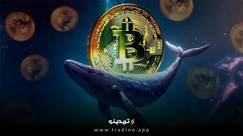 نهنگ معروف صرافی هایپرلیکویید شرط نزولی خود بر بیت‌ کوین را افزایش داد!