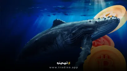 سرمایه‌گذاران بزرگ بیت کوین در حال خرید انبوه هستند