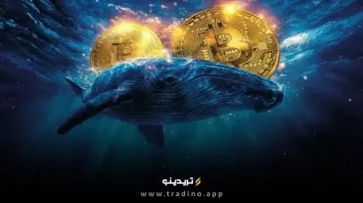 نهنگ‌ها بیش از ۶۰٪ از کل بیت کوین‌ها را در اختیار دارند! حقیقتی که نمی‌خواهند بدانید